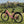 Pink Ampere Deluxe 16