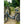 Basis Osprey Low Step Folding Electric Bike 250W parked on a wooden bridge in a scenic outdoor setting