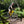 Rider in a helmet riding a yellow Batribike Delta LTD electric mountain bike on a woodland trail