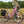 Woman walking alongside a pink Emu Classic Step Through electric bike in a tall grassy field.