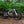 The HOY Pentland black kids' bike in silver leaning on a log in a forest setting, demonstrating its trail capability.