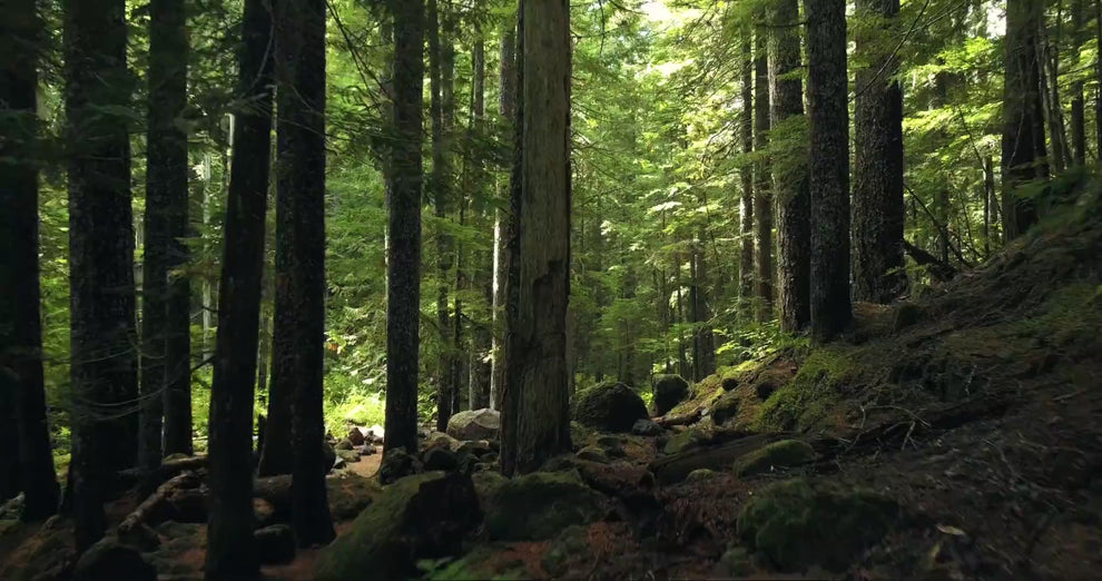 Drone footage slowly panning across a forest with a cycling trail